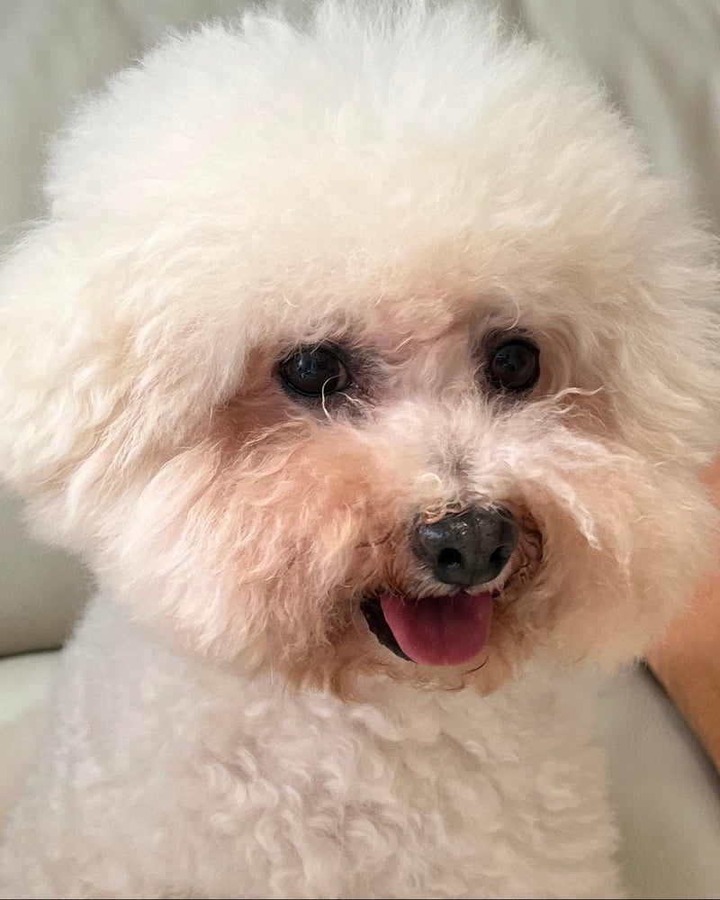 Bright-white trial dog at day 0 with visible staining