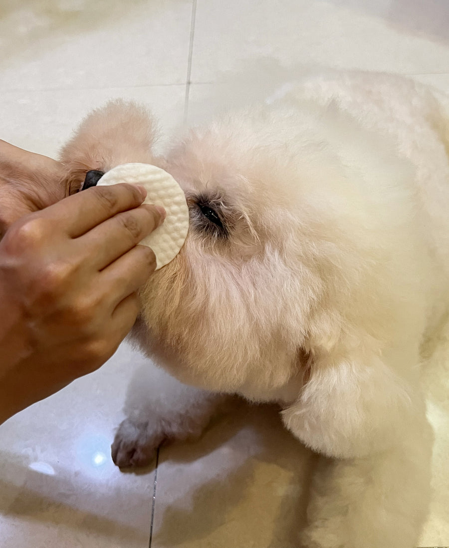 Owner's hand applying a clear. wipe beneath a white dog's eye