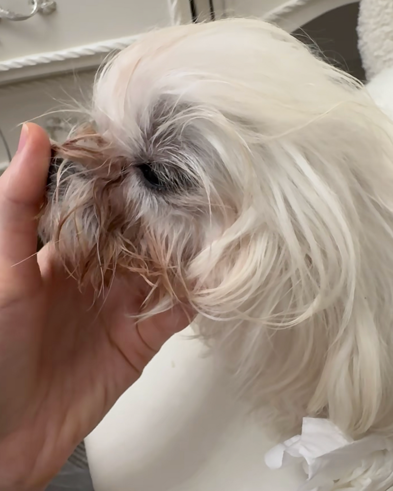 Light brown/cream trial dog at day 0 with visible staining