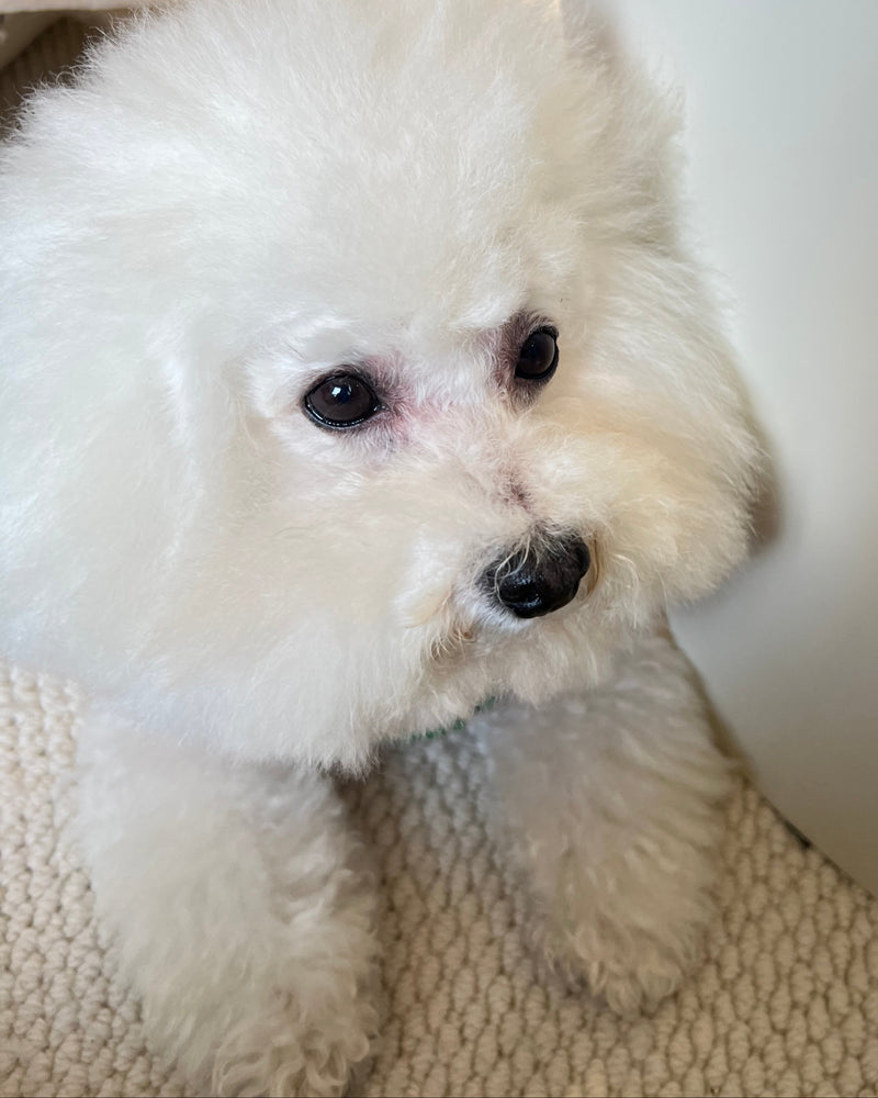 Bright-white trial dog at day 21, staining visibly cleared