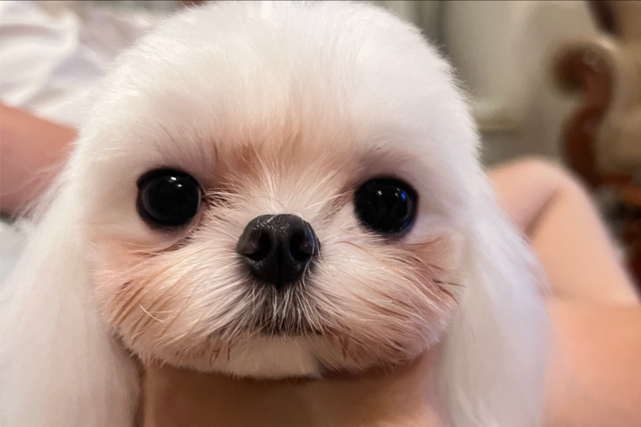 Maltese face showing tear overflow beneath the eyes