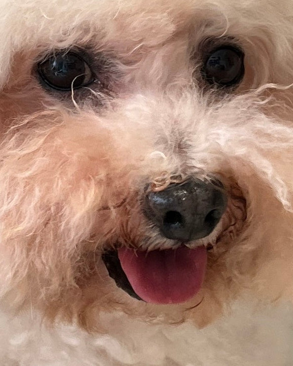 Close-up of saliva staining around a white dog's mouth