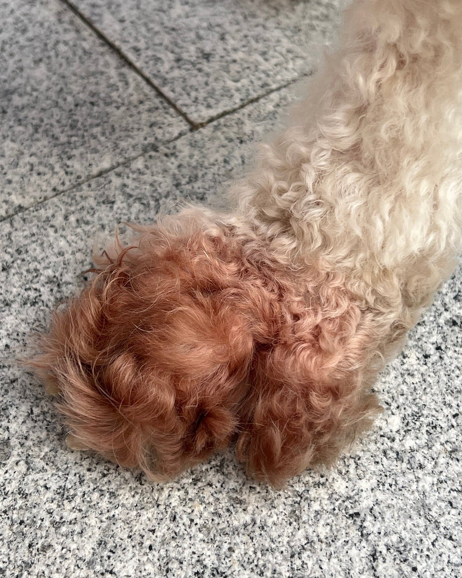 Close-up of reddish staining on a white dog's paw