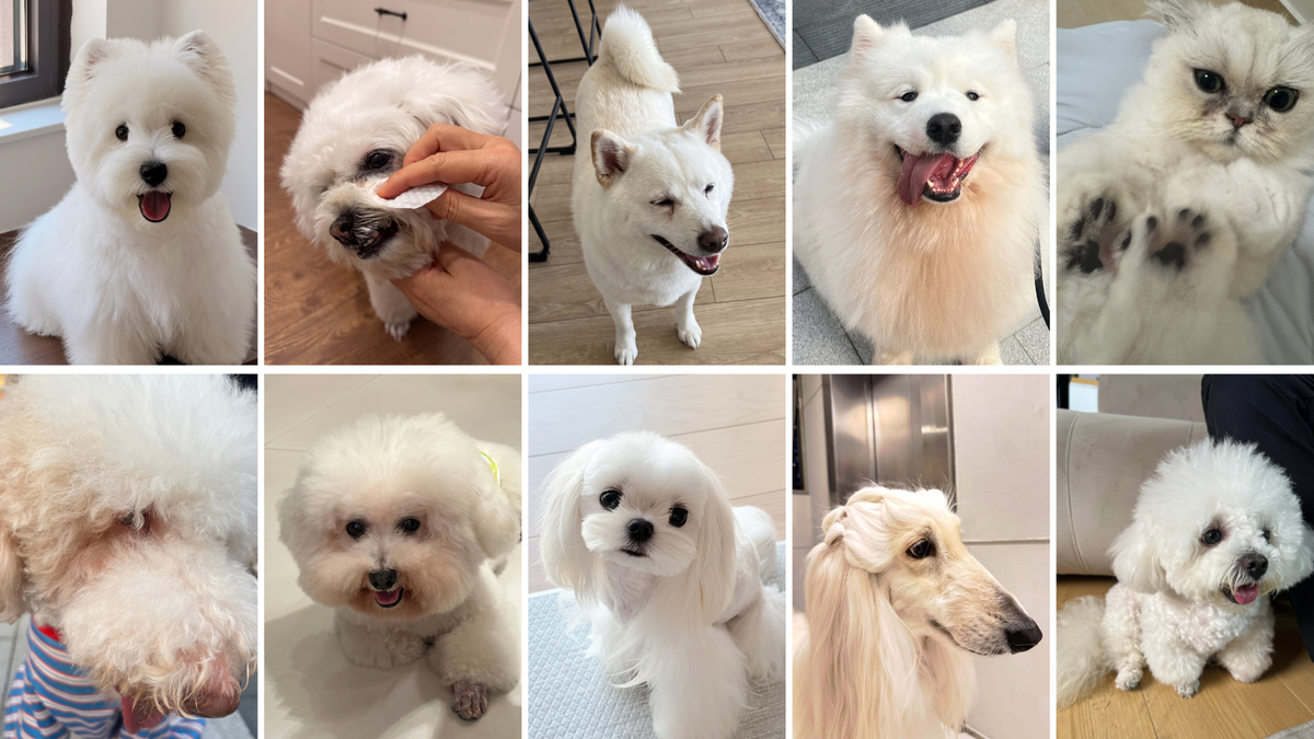 Portrait of a white-coated trial dog in soft natural light