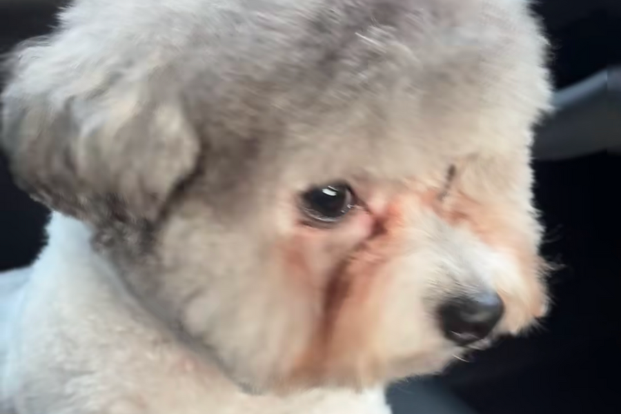 Lhasa Apso face with visible tear staining