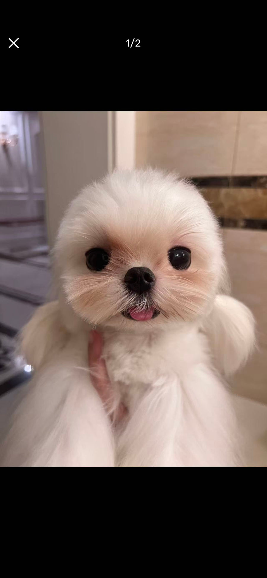 White/cream coat close-up
